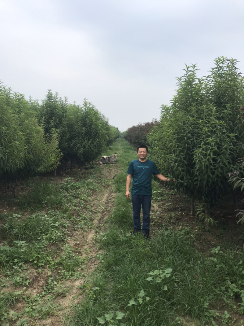 龙柱碧桃苗地径3～12cm红花粉花白花多瓣