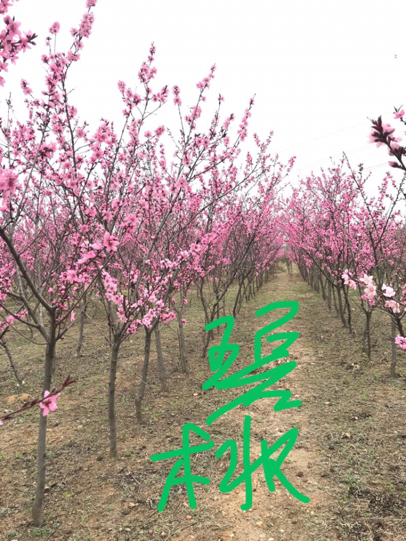龙柱碧桃苗地径3～12cm红花粉花白花多瓣