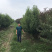 龙柱碧桃苗地径3～12cm红花粉花白花多瓣