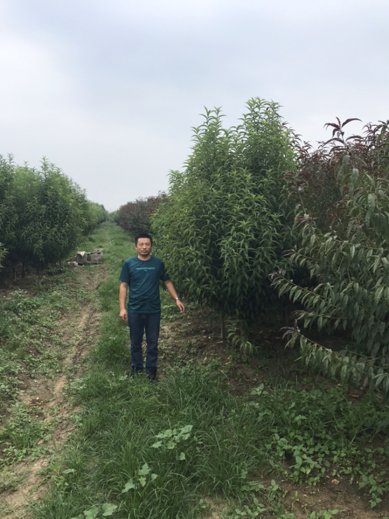 龙柱碧桃苗地径3～12cm红花粉花白花多瓣