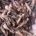 木瓜木瓜片皱木瓜木瓜干
