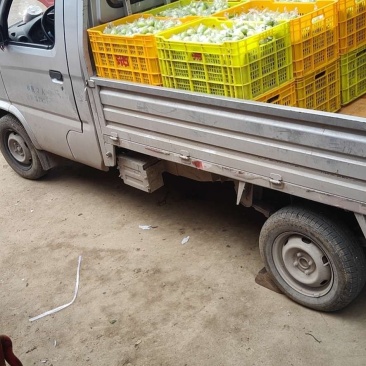 蜜丝枣，诚信代办，基地直供，协助找车