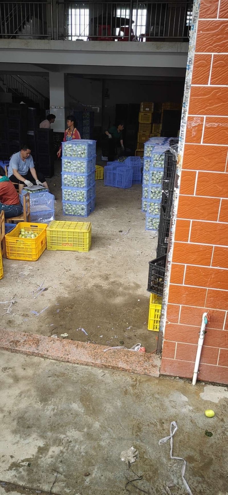 蜜丝枣，诚信代办，基地直供，协助找车