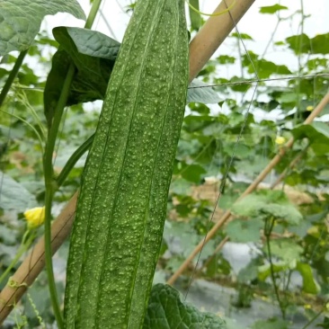 杂交大花点丝瓜，耐热耐湿，产量高