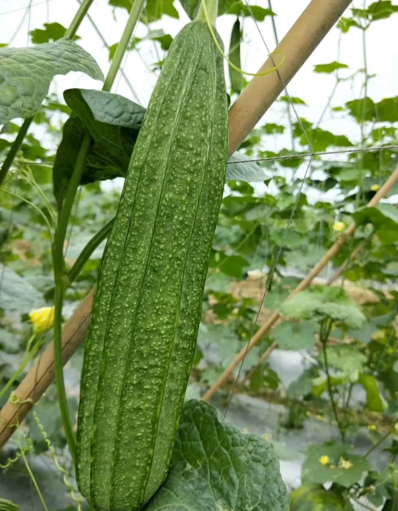 杂交大花点丝瓜，耐热耐湿，产量高