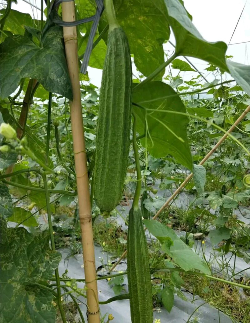 杂交大花点丝瓜，耐热耐湿，产量高