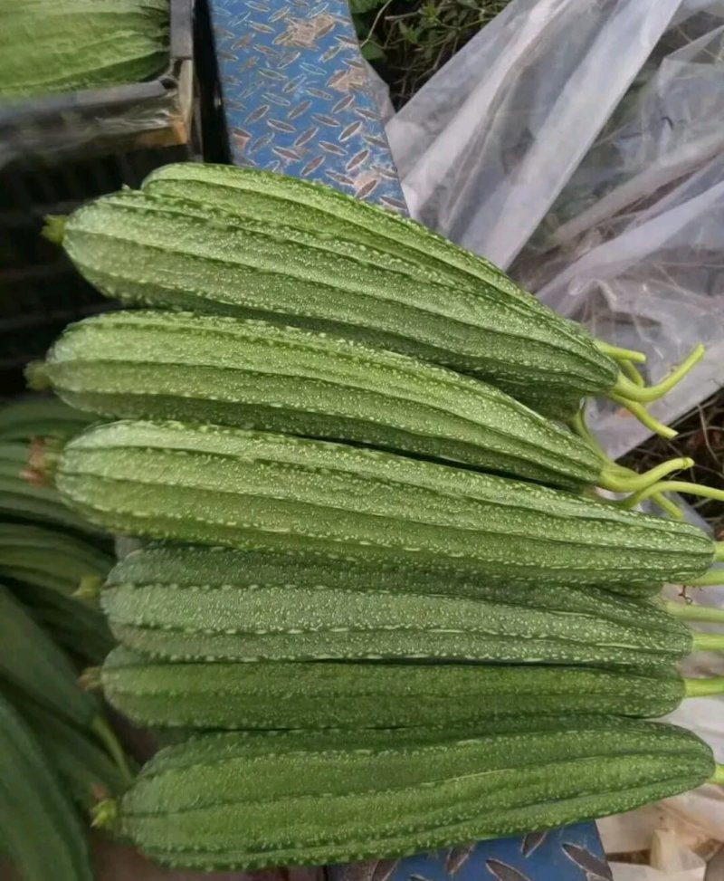 杂交大花点丝瓜，耐热耐湿，产量高