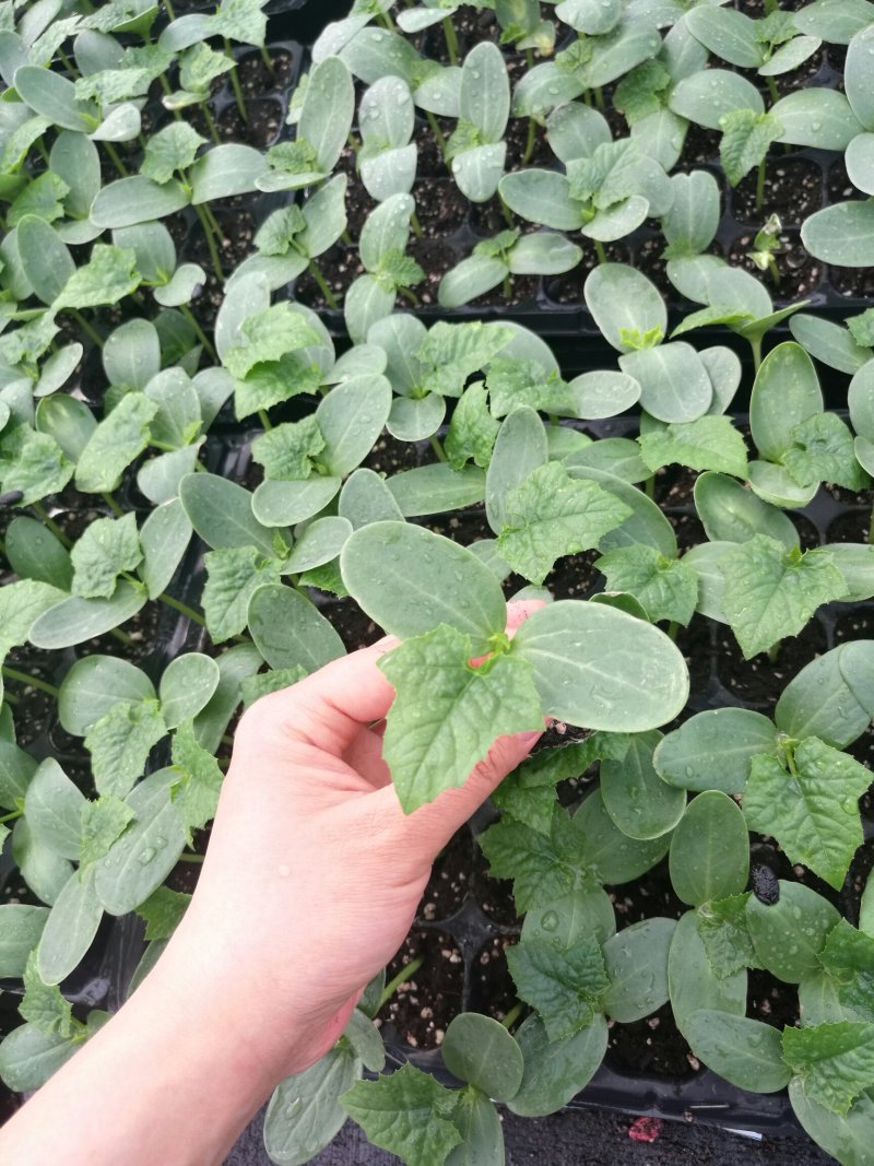 杂交大花点丝瓜，耐热耐湿，产量高