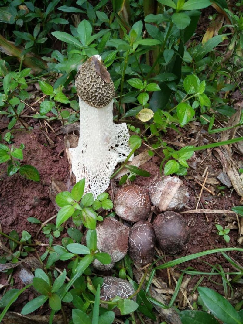 四川特产长裙竹荪厚裙特级干货无硫竹炭烤酒店餐饮食材