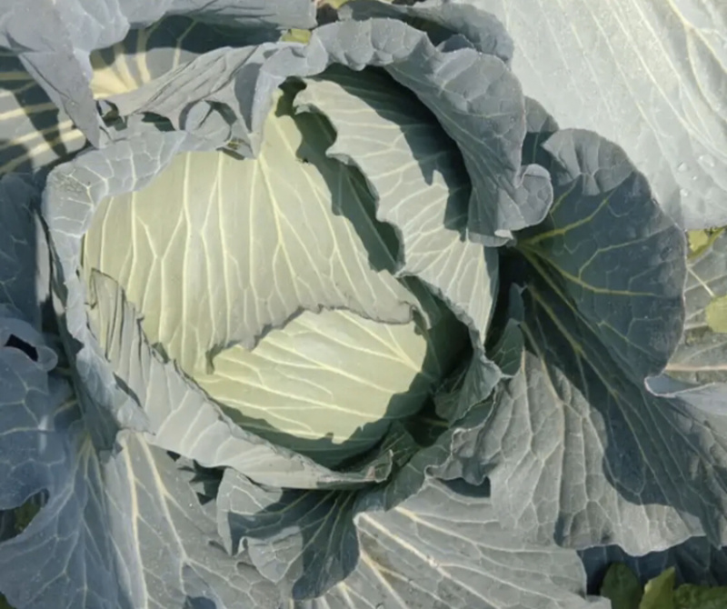 千亩卷心菜。种植基地上海市奉贤区星火农场。一包起批，