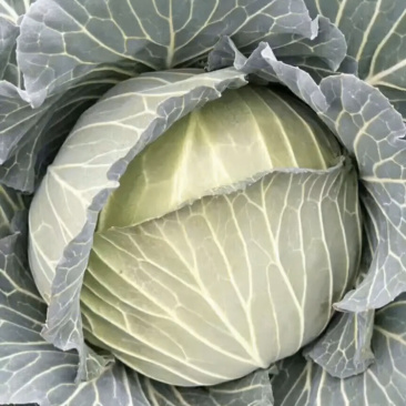 千亩卷心菜。种植基地上海市奉贤区星火农场。一包起批，