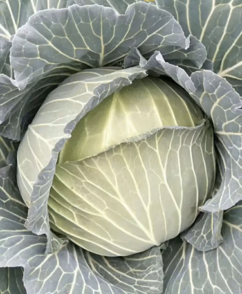 千亩卷心菜。种植基地上海市奉贤区星火农场。一包起批，