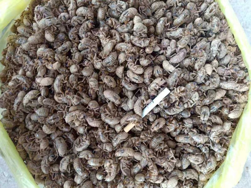 蝉蜕现货秒发自产自销欢迎您的电话咨询
