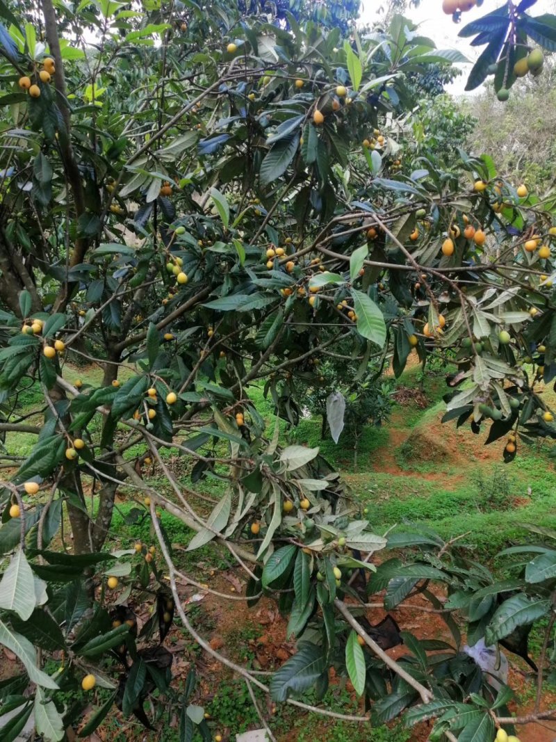 枇杷树苗嫁接苗正宗大五星枇杷苗果树苗南方北方种植当年