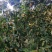 枇杷树苗嫁接苗正宗大五星枇杷苗果树苗南方北方种植当年