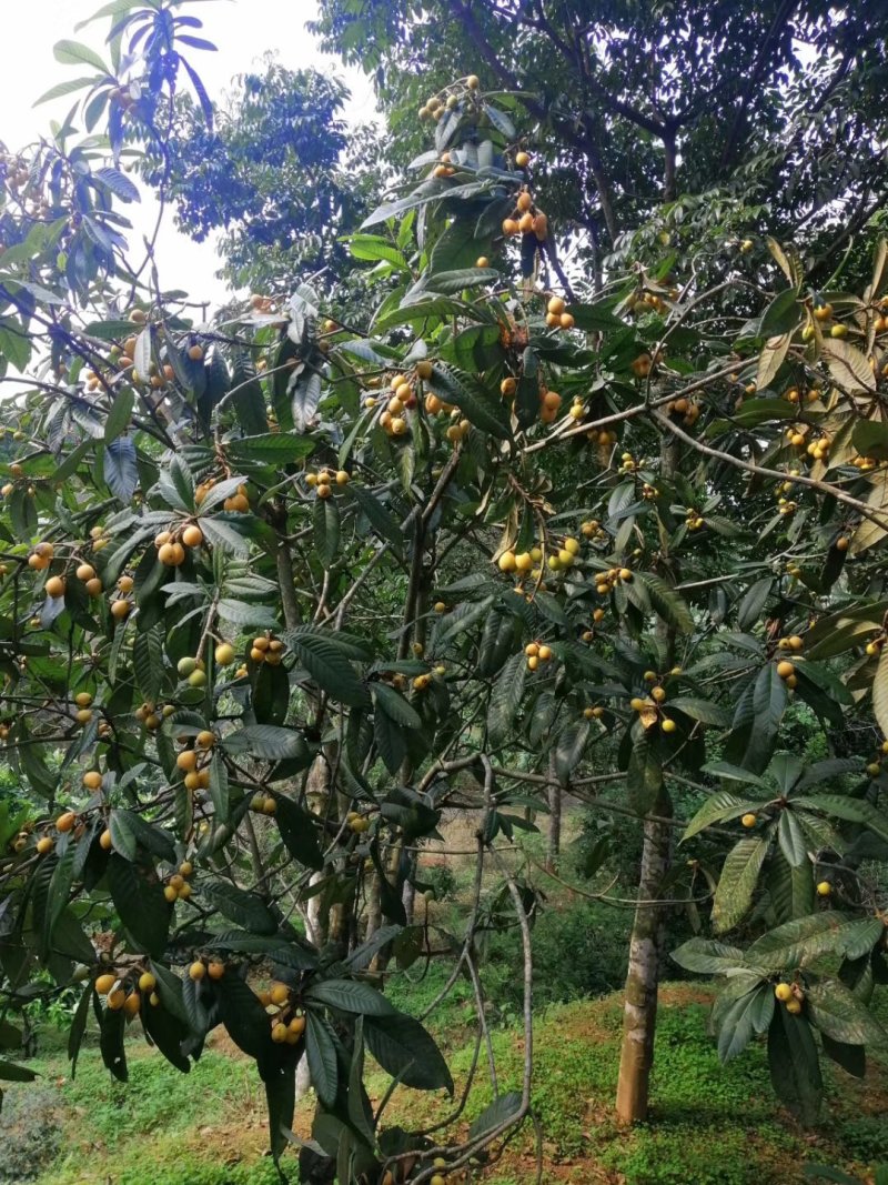 枇杷树苗嫁接苗正宗大五星枇杷苗果树苗南方北方种植当年