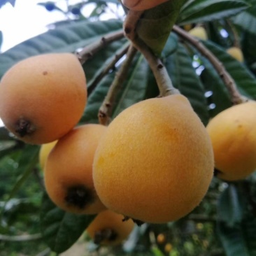 枇杷树苗嫁接苗正宗大五星枇杷苗果树苗南方北方种植当年