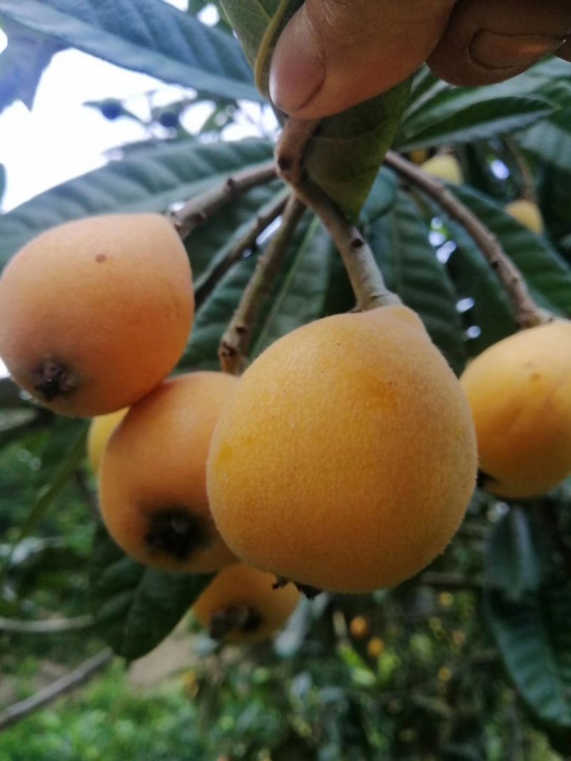 枇杷树苗嫁接苗正宗大五星枇杷苗果树苗南方北方种植当年