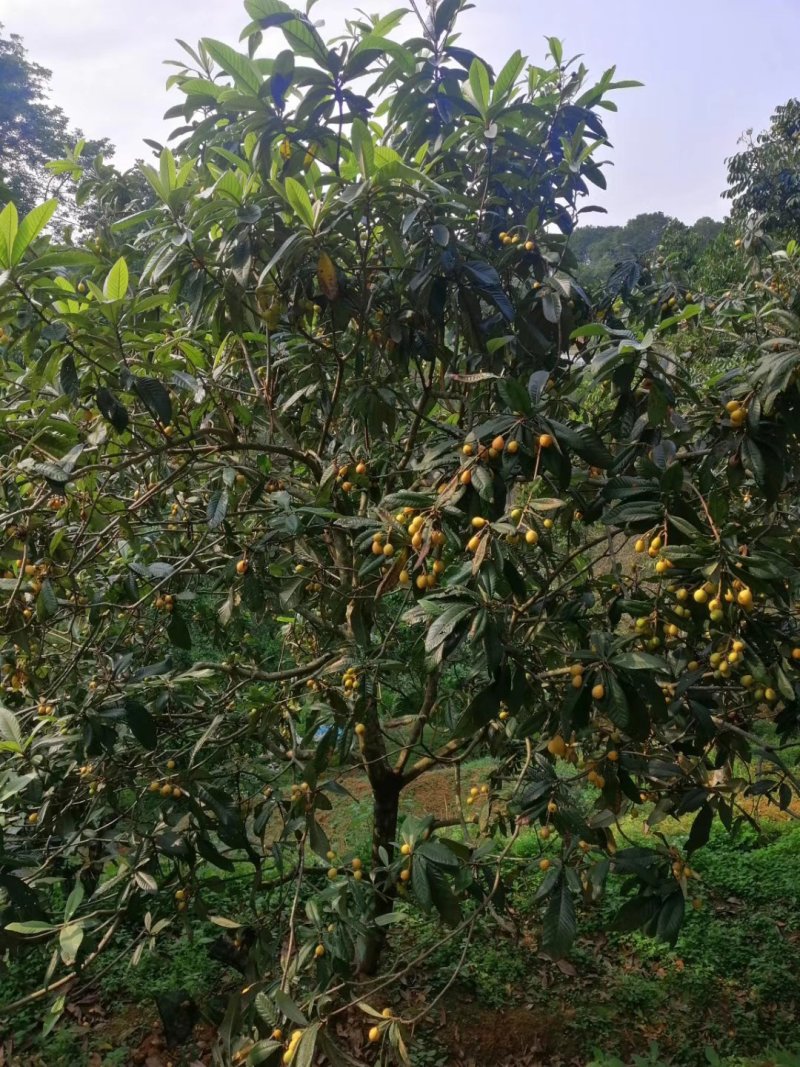枇杷树苗嫁接苗正宗大五星枇杷苗果树苗南方北方种植当年