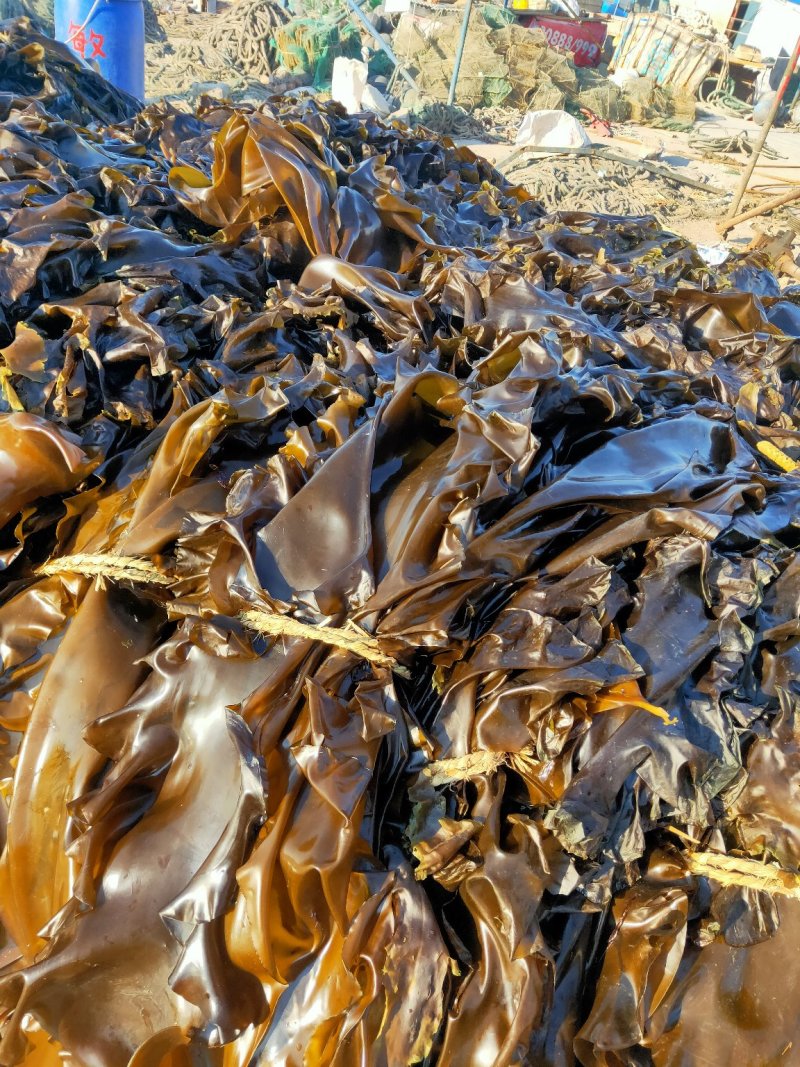 大连鲜品海带自家养植无污染产地直销