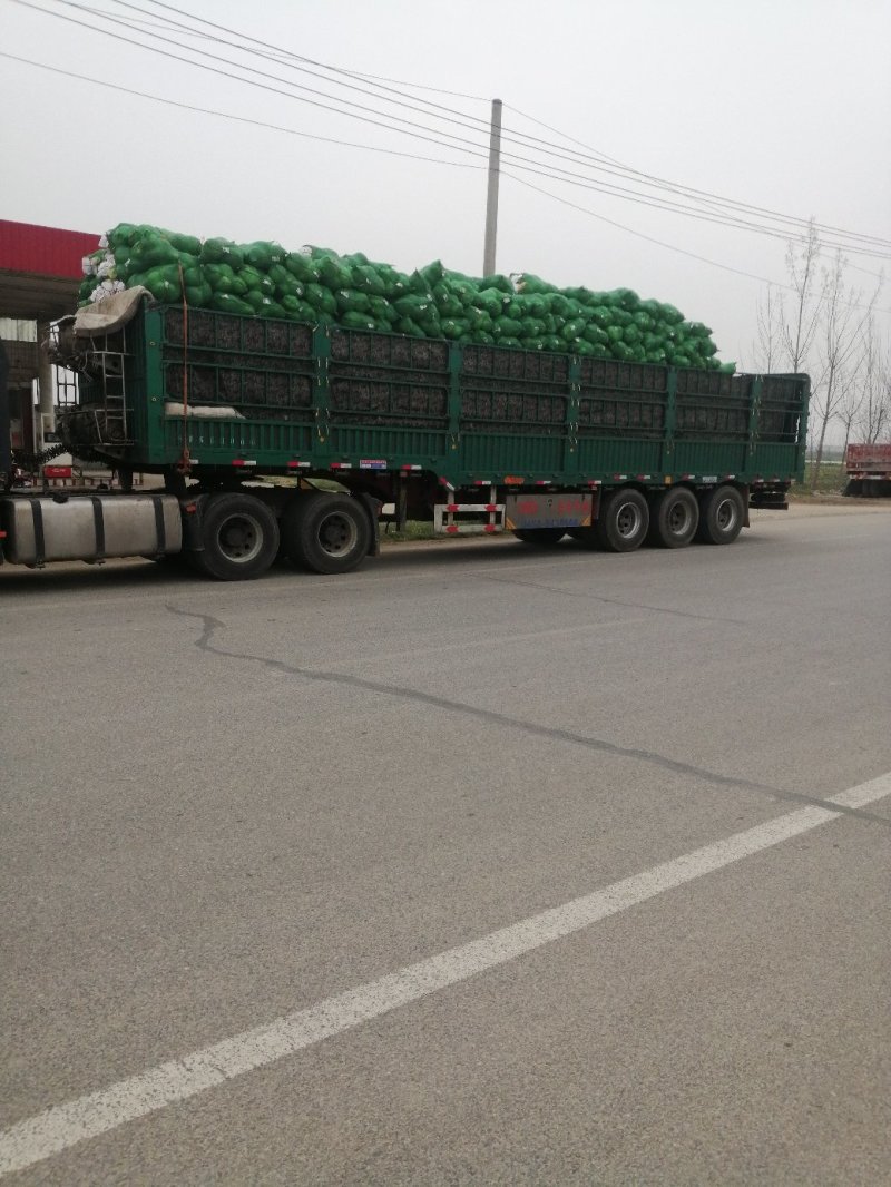 河南冬升扁包菜3一5斤左右质量好原产地销售价格便宜