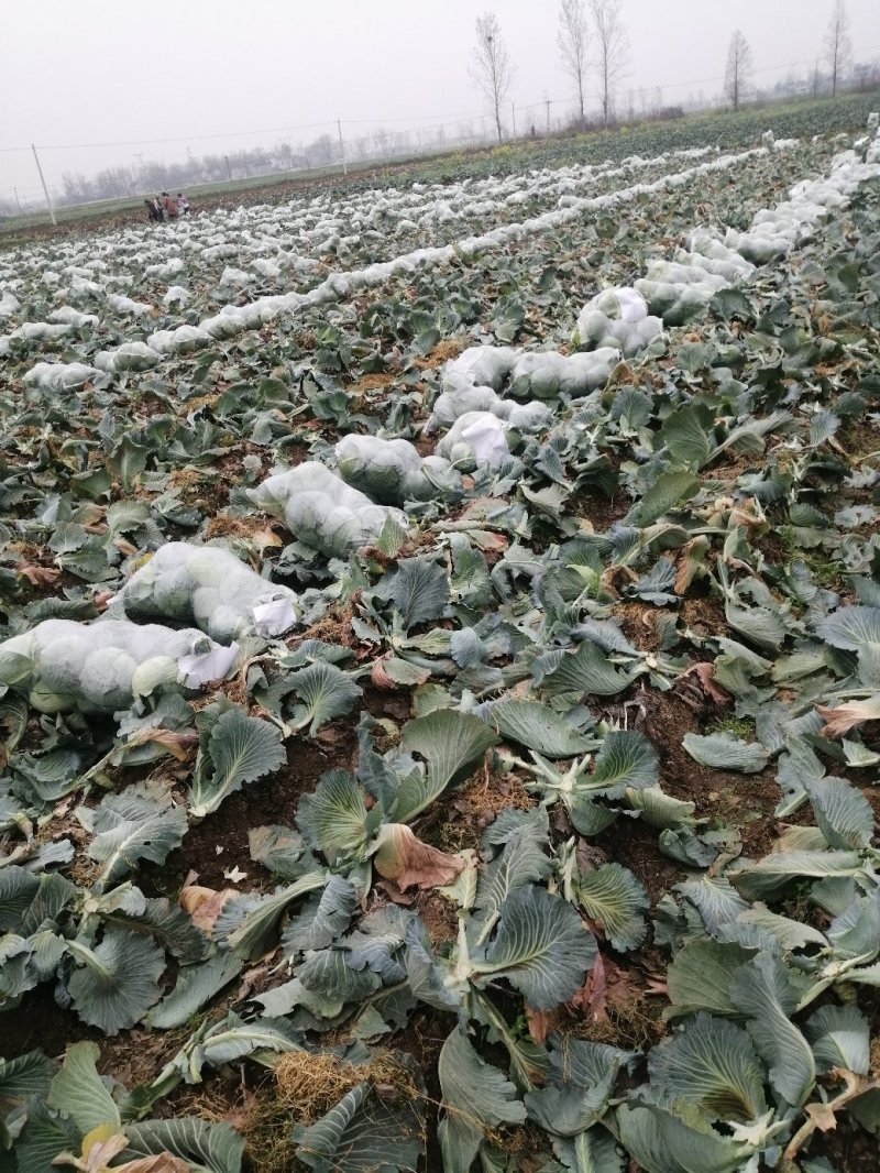 河南冬升扁包菜3一5斤左右质量好原产地销售价格便宜