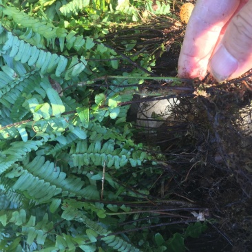 城市观赏花草：自种自销农户价；