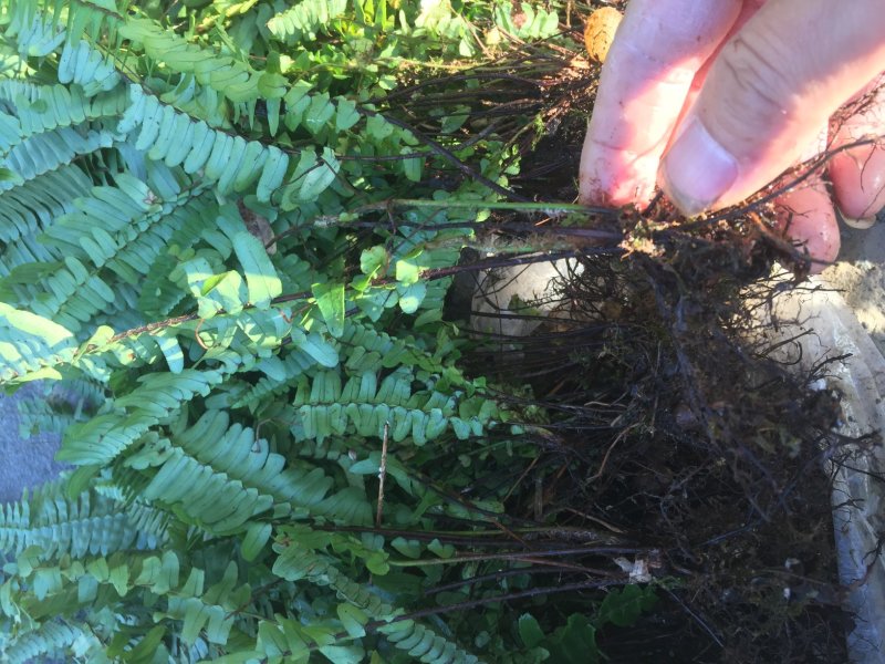 城市观赏花草：自种自销农户价；