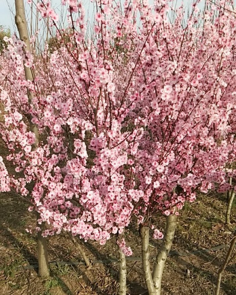 愉叶梅丛生的单珠的嫁接梅花颜色各异开花鲜艳