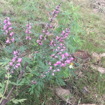 广西野生晒干益母草紫花益母草干草女生好朋友姨妈痛红糖鸡煮