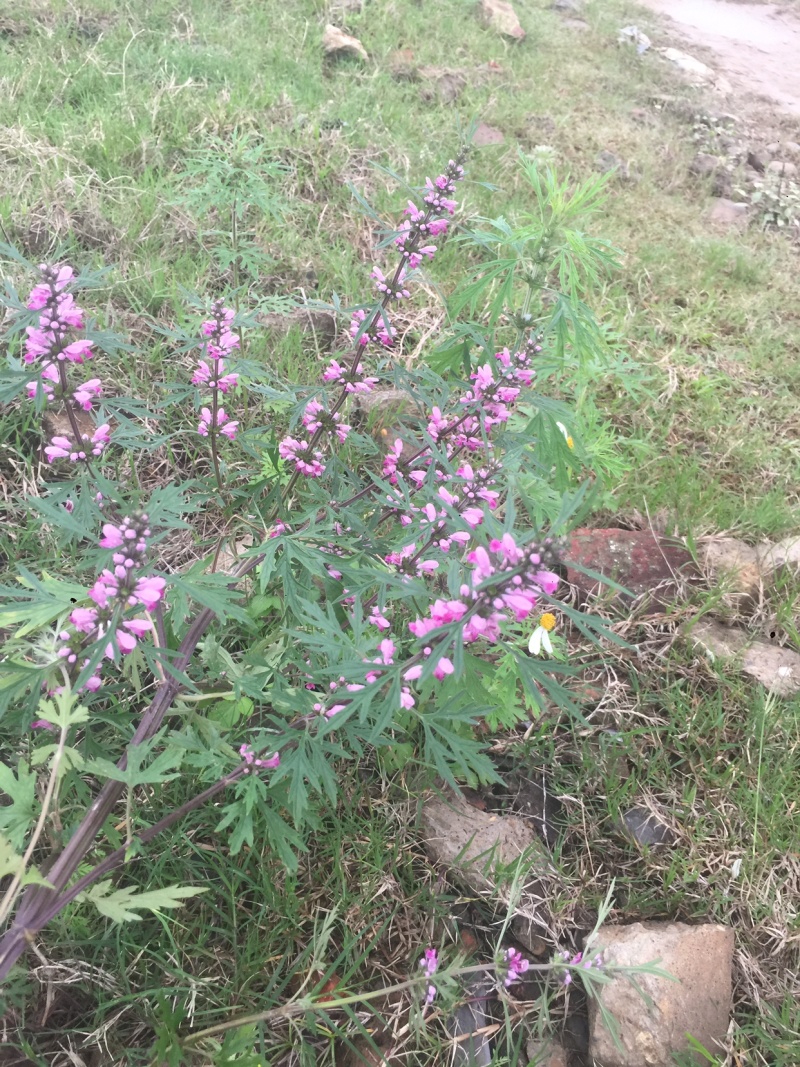 广西野生晒干益母草紫花益母草干草女生好朋友姨妈痛红糖鸡煮