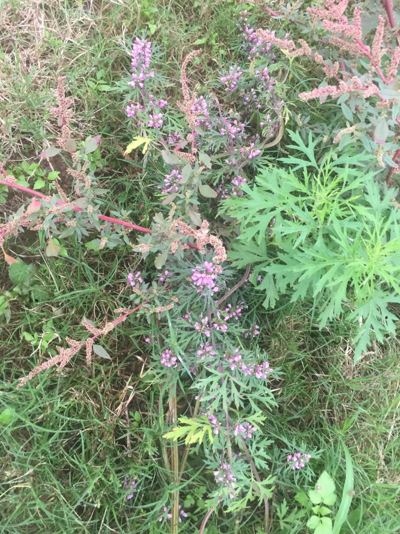 广西野生晒干益母草紫花益母草干草女生好朋友姨妈痛红糖鸡煮