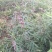 广西野生晒干益母草紫花益母草干草女生好朋友姨妈痛红糖鸡煮