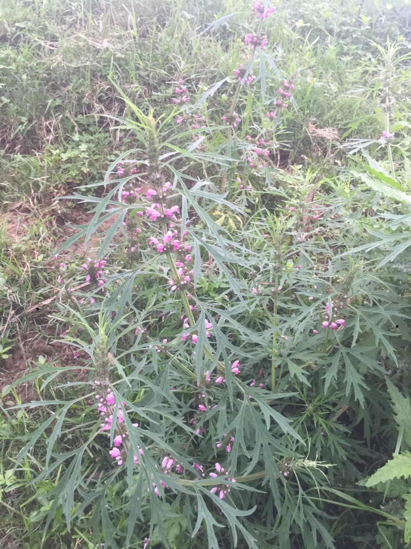 广西野生晒干益母草紫花益母草干草女生好朋友姨妈痛红糖鸡煮