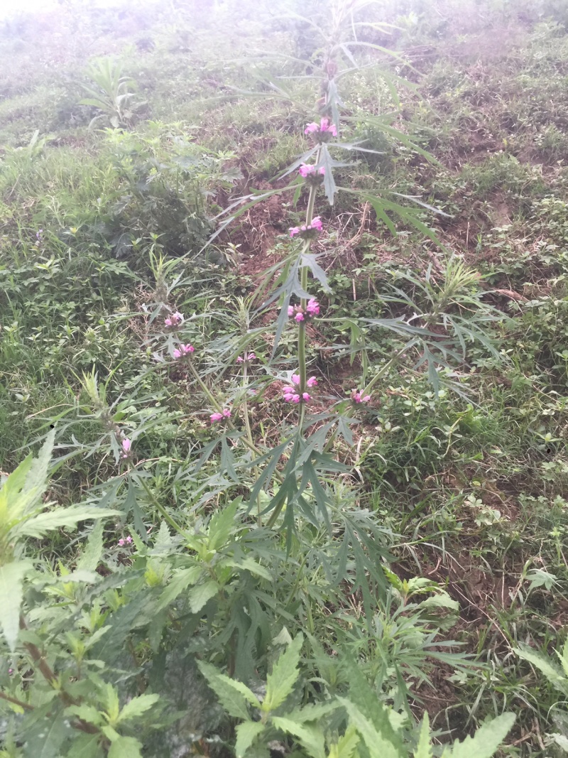 广西野生晒干益母草紫花益母草干草女生好朋友姨妈痛红糖鸡煮
