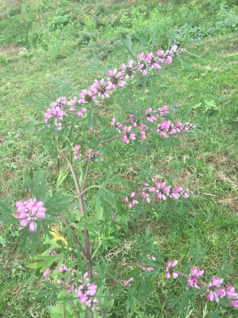 广西野生晒干益母草紫花益母草干草女生好朋友姨妈痛红糖鸡煮