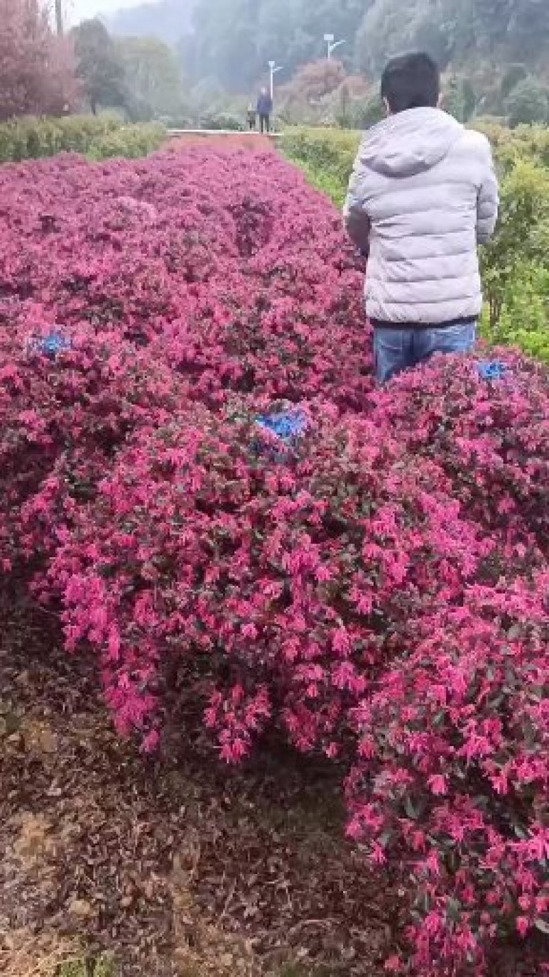 80-100cm红花檵木球优价批发红继木球