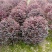 80-100cm红花檵木球优价批发红继木球