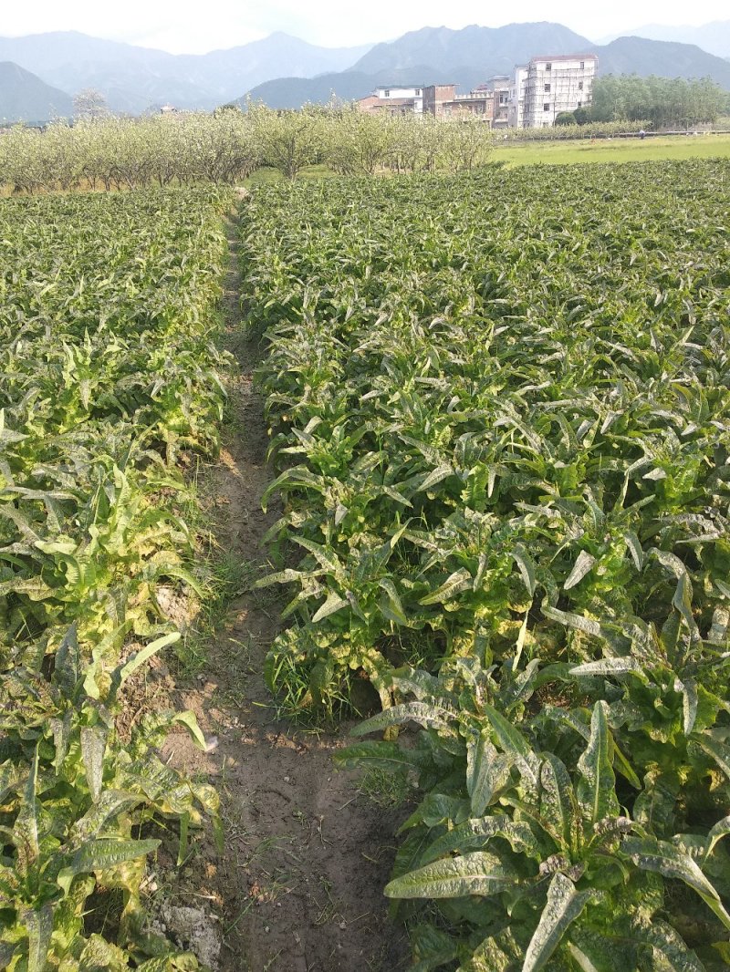 紫叶香莴笋，红香莴笋。