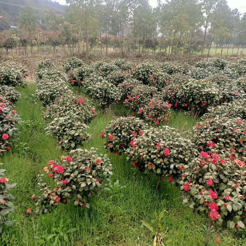 大量批发80-100-120cm的茶花球