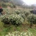 大量批发80-100-120cm的茶花球