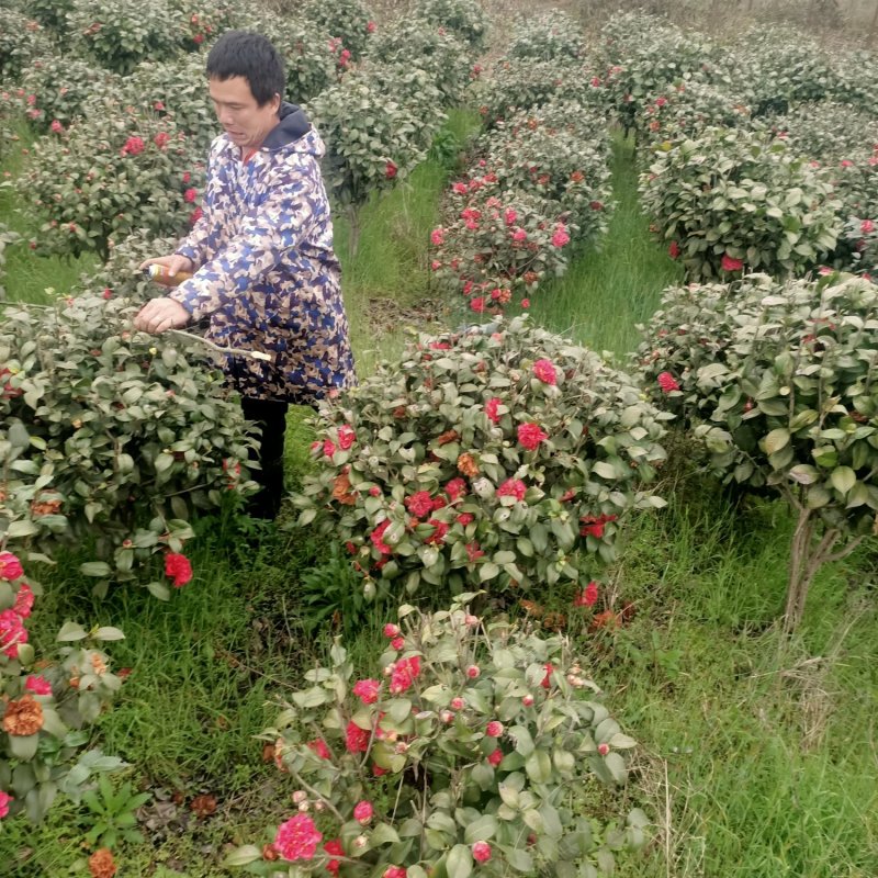 大量批发80-100-120cm的茶花球