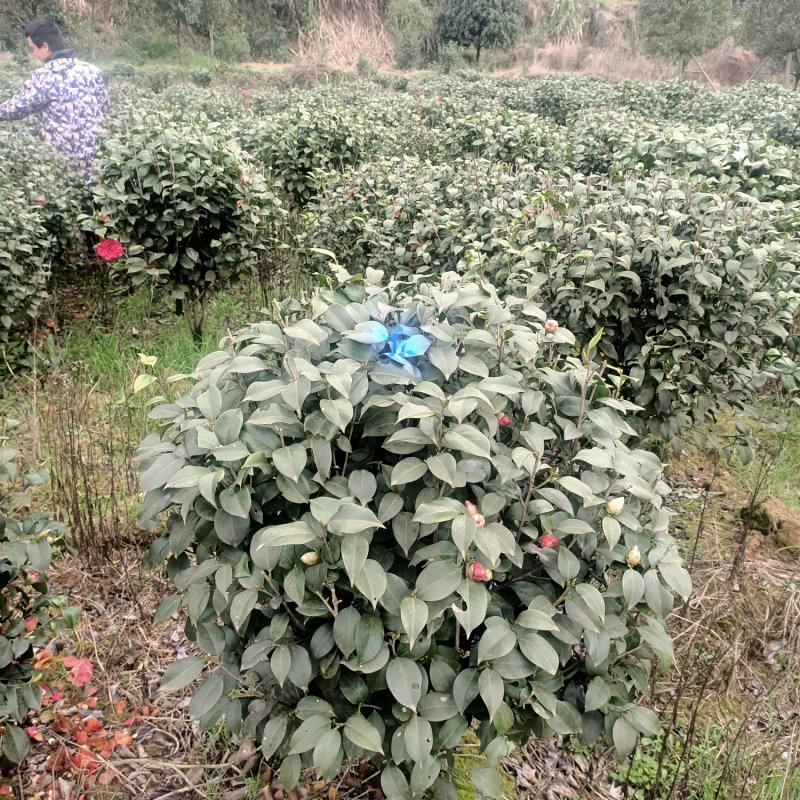 大量批发80-100-120cm的茶花球