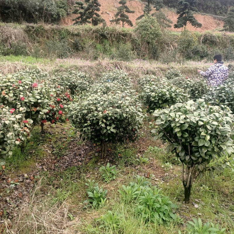 大量批发80-100-120cm的茶花球