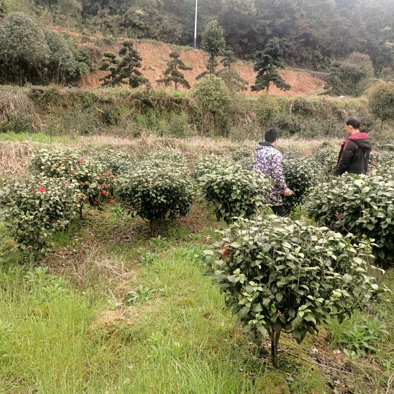 大量批发80-100-120cm的茶花球