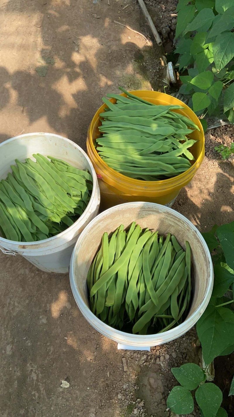 精品，一二级，通货，芸豆供应