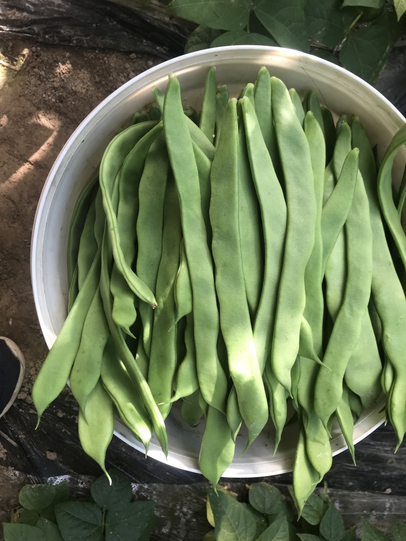 精品，一二级，通货，芸豆供应