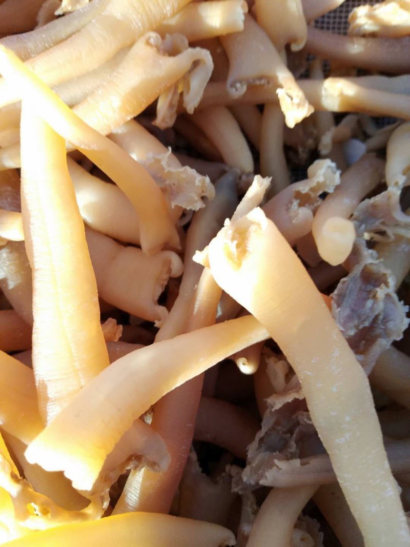 海竹，海笋贝干，海鲜干货