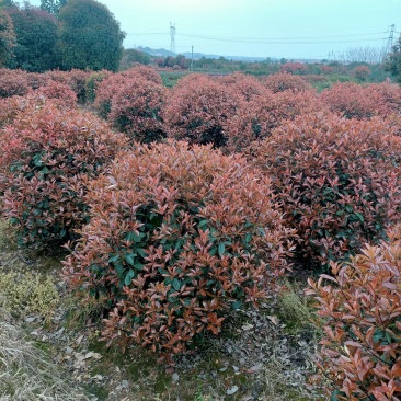 优价供应1.2-1.5-1.8米红叶石楠精球