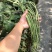 绿长丰豆角种子，翠绿条，条长不鼓豆，高抗病耐热